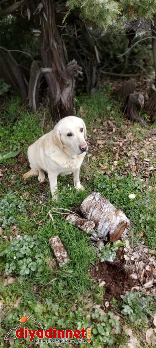 20 patlayıcı Bitlis