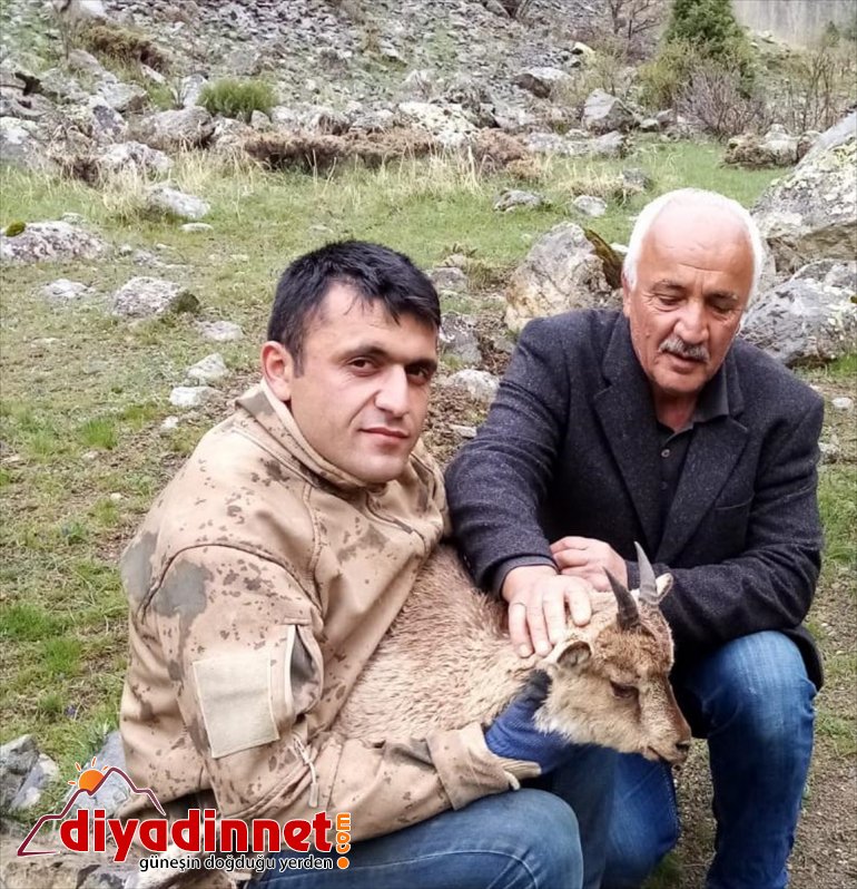 taşıdı 4 sırtında kilometre yaban Hasta yavrusunu keçisi 2