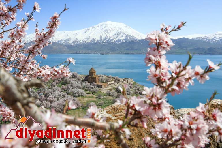 badem çiçek  açan Adası büyülüyor - VAN ağaçlarıyla Akdamar 13