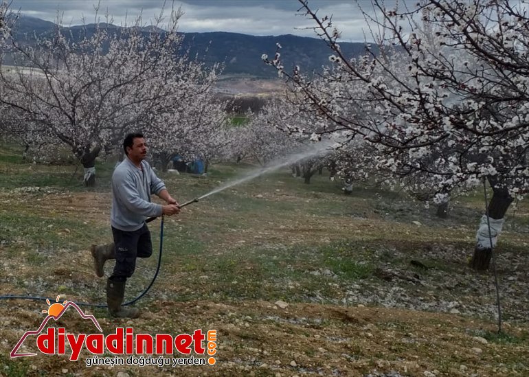Baskil'de kayısı ağaçları ilaçlanıyor