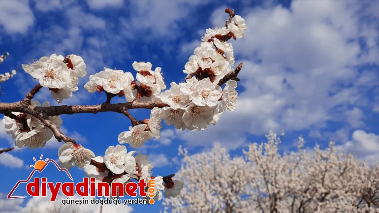Kars'ta kayısı ağaçları beyaz gelinliğini giydi