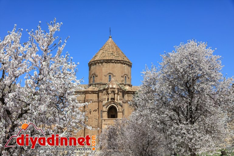 ağaçlarıyla Adası açan VAN  Akdamar çiçek badem büyülüyor - 9