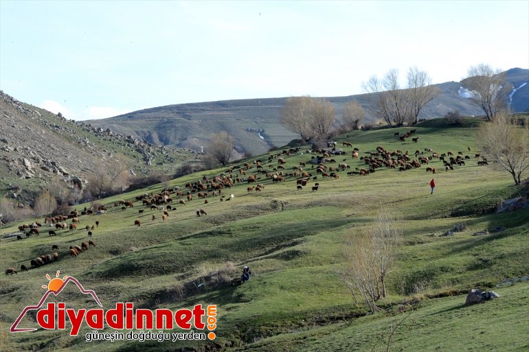 Ağrı IĞDIR - çıkan küçükbaş doğaya Dağı’nın hayvanlarla etekleri, renklendi 7