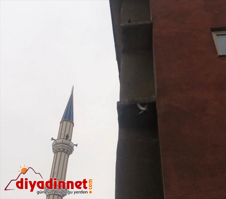 Ağrı'da tele takılan güvercini itfaiye ekipleri kurtardı
