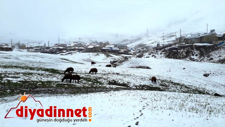 Yüksek büründü AĞRI - beyaza kesimler nisanda 2