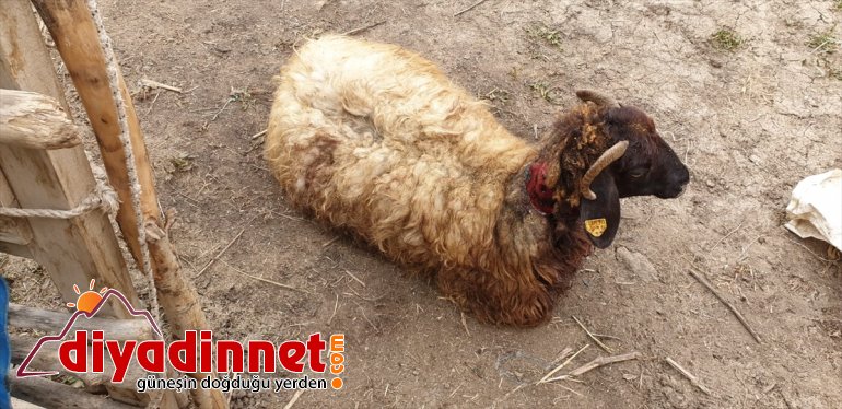 ayının oldu telef ahırdaki saldırdığı küçükbaş Hakkari