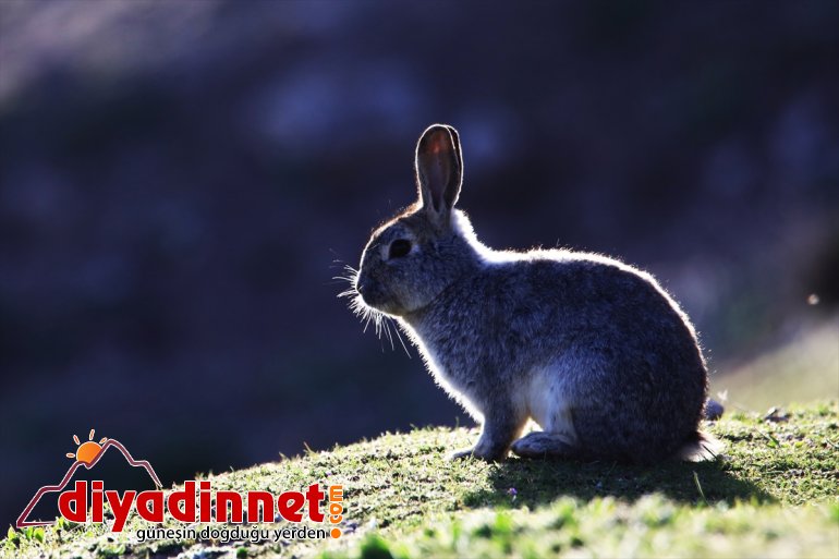 açan büyülüyor VAN - badem çiçek ağaçlarıyla  Adası Akdamar 8