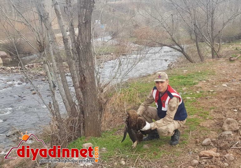 yaralı tedaviye alındı şahin bulunan Erzurum’da 2