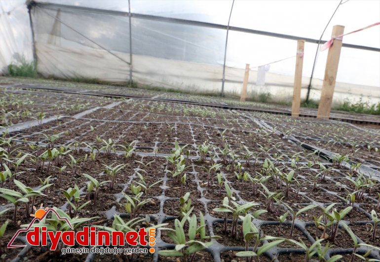 Van atağı Büyükşehir yerli tohum Belediyesinden 4