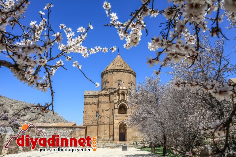 ağaçlarıyla açan  çiçek Akdamar büyülüyor VAN Adası badem - 10