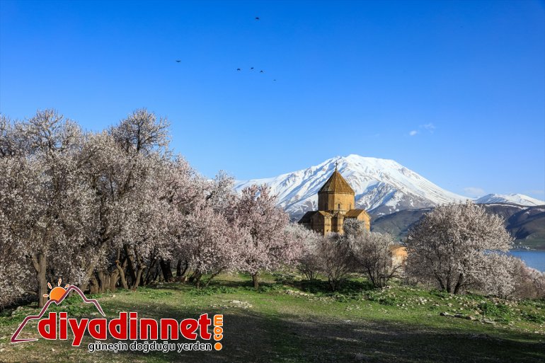 Adası  badem açan Akdamar - ağaçlarıyla büyülüyor VAN çiçek 5