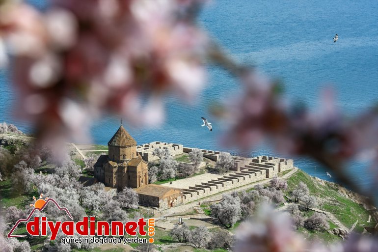  çiçek badem ağaçlarıyla açan Akdamar - VAN Adası büyülüyor 15