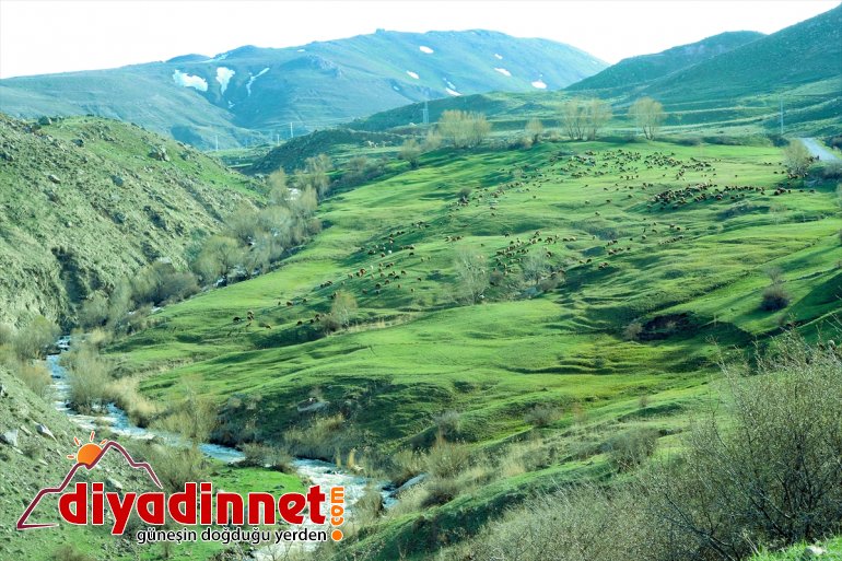 şölene dönüştü görsel Bahar dağlarında Iğdır