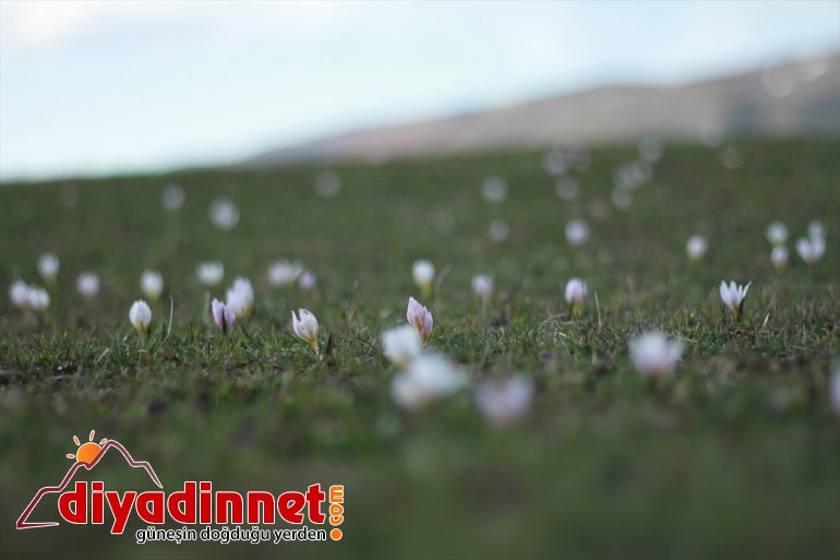 müjdecisi baharın açtı çiçekler çiçek Saray