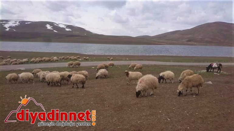 baharın sürüler meralara gelmesiyle çıkarıldı Van