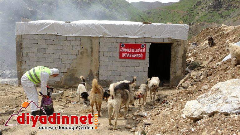 HAKKARİ hayvan - dezenfekte  barınakları edildi Şemdinli