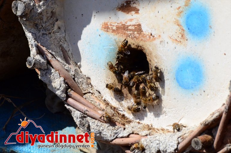 - başladı yayla arıcılar kara balı için kovan BİTLİS hazırlığına Hizanlı 14