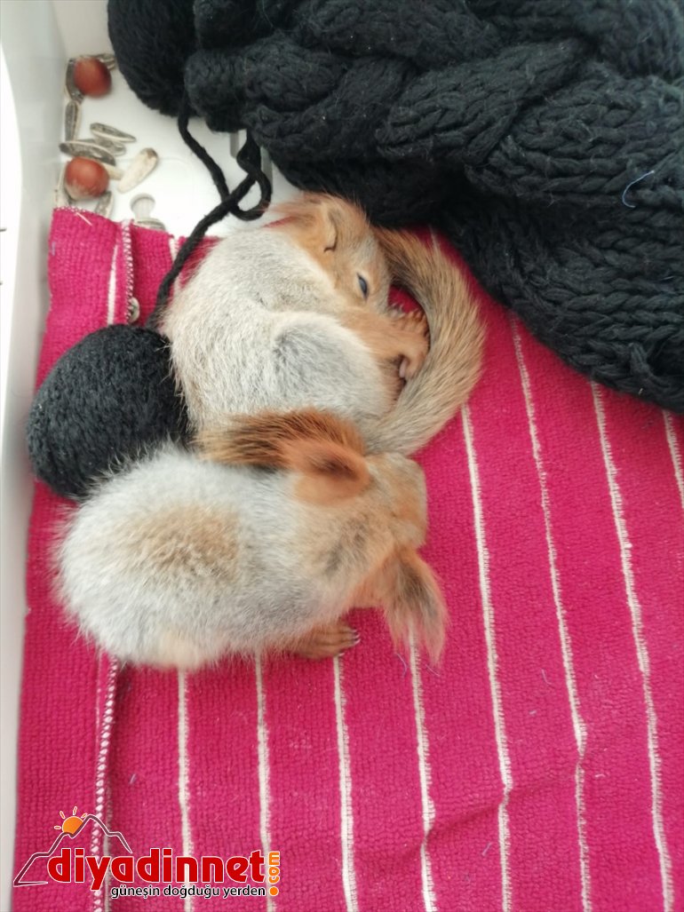 besliyor bulduğu sincap şırıngayla yavrularını Vatandaşların 2