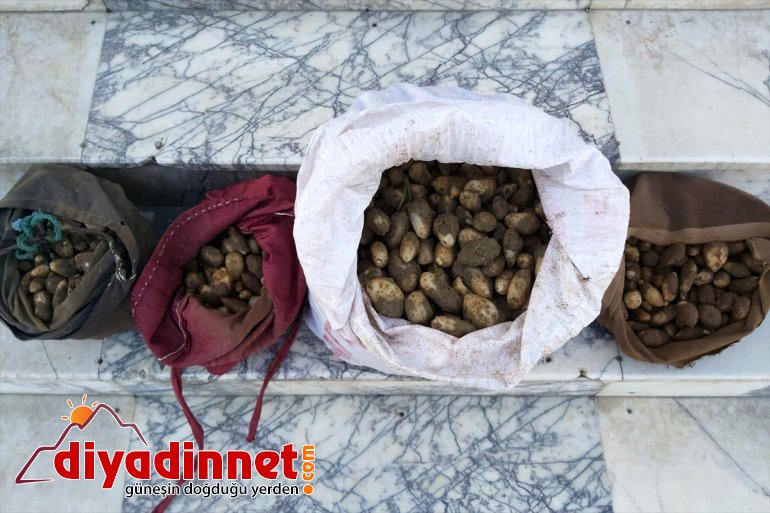 Elazığ'da kaçak salep soğanı toplayan 4 kişiye 307 bin 588 lira ceza