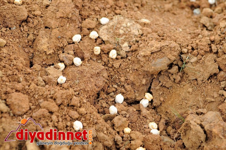 hibeyle 75 toprakla - Çiftçilere BİNGÖL yüzde tohumlar verilen buluştu 9