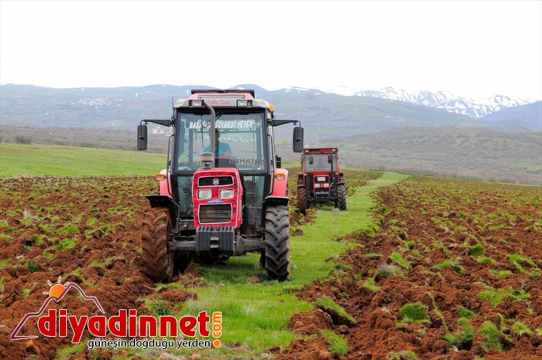 75 BİNGÖL yüzde tohumlar hibeyle verilen Çiftçilere buluştu toprakla - 2