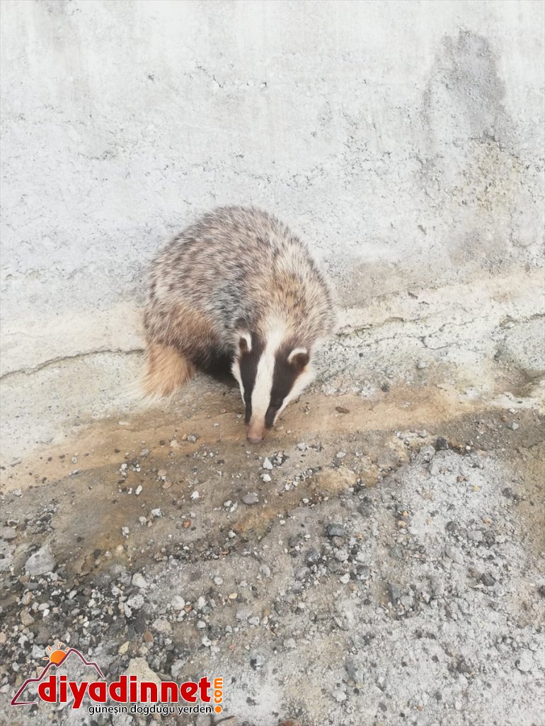 Bingöl'de yaralı bulunan porsuğa jandarma sahip çıktı
