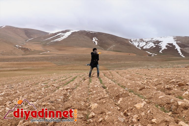 için Vanlı üretimde ekiyor arazilerini devamlılık (2) boş çiftçiler  de 4