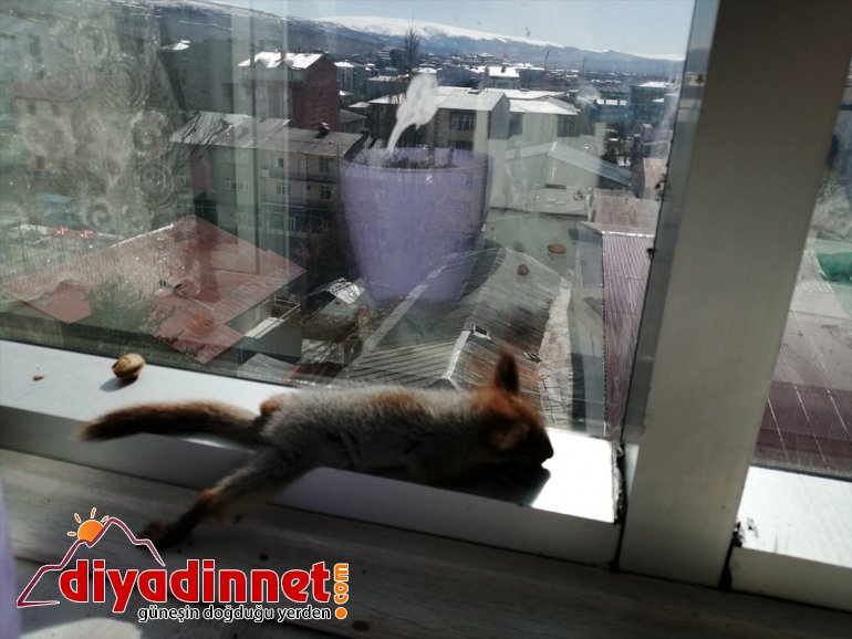 Vatandaşların bulduğu sincap yavrularını şırıngayla besliyor