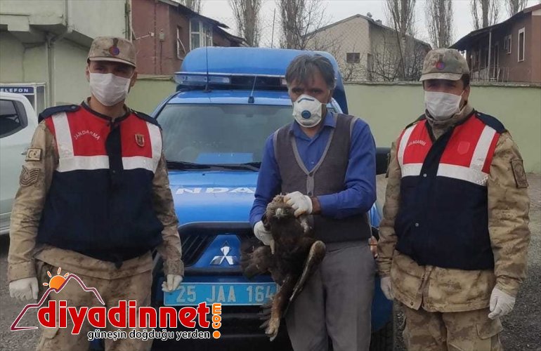 Erzurum'da yaralı bulunan şahin tedaviye alındı