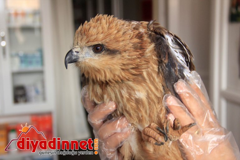 Tunceli'de yaralı bulunan kızıl şahin tedavi edildi