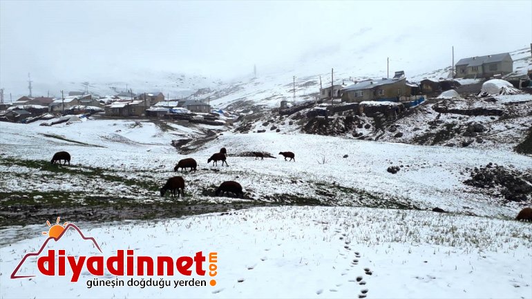 Ağrı'nın yüksek kesimleri nisanda beyaza büründü