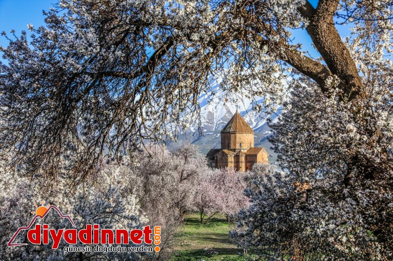 açan badem ağaçlarıyla büyülüyor Adası - Akdamar çiçek VAN  4