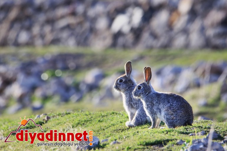 VAN badem - ağaçlarıyla çiçek  açan Adası büyülüyor Akdamar 6