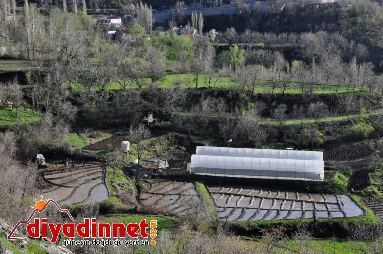 Hakkari'nin Irak sınırında imece usulüyle çeltik ekiyorlar