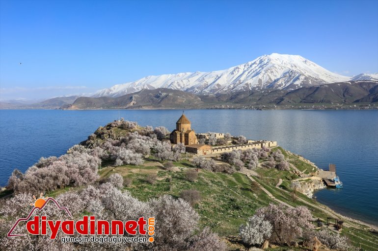 VAN çiçek ağaçlarıyla - büyülüyor badem Akdamar Adası  açan 2