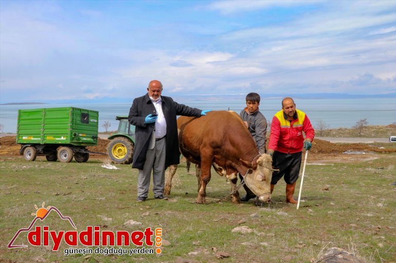 Vanlı çiftçi büyükbaş hayvanını "Milli Dayanışma Kampanyası"na bağışladı