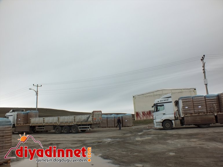 Malazgirtli verilmeye - başlandı çiftçilere tohum desteği MUŞ 3