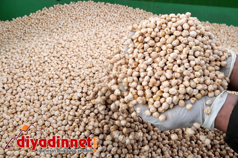 hibeyle yüzde Çiftçilere 75 buluştu BİNGÖL - toprakla verilen tohumlar 5