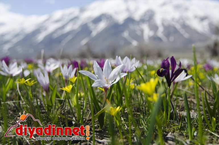 çiçeklerinin müjdecisi görsel ve çiğdem - şöleni nergis TUNCELİ Baharın 3