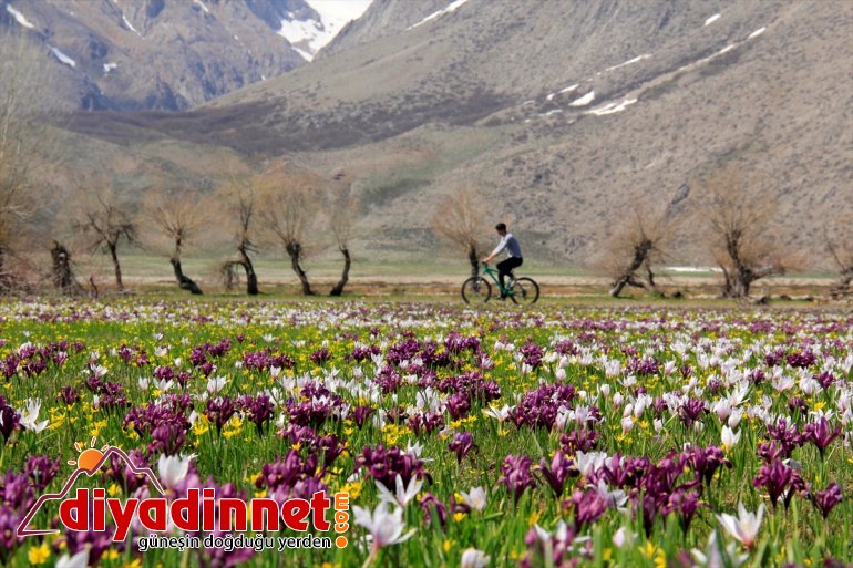 görsel nergis TUNCELİ ve çiçeklerinin Baharın çiğdem şöleni - müjdecisi 1