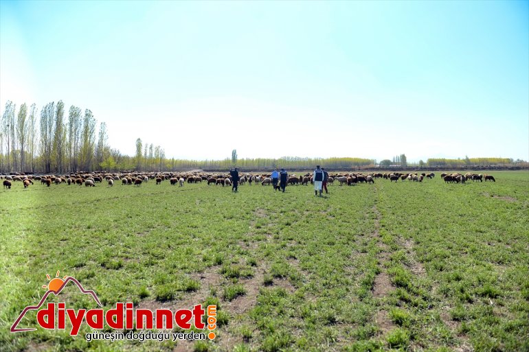 etekleri, doğaya IĞDIR çıkan küçükbaş - Dağı’nın hayvanlarla renklendi Ağrı 11