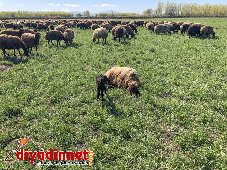 çıkan etekleri, hayvanlarla Ağrı küçükbaş renklendi Dağı’nın doğaya - IĞDIR 8