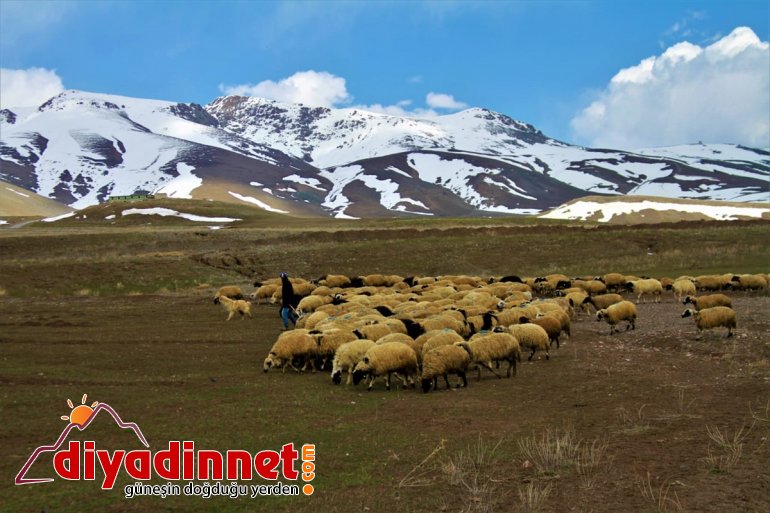 Van'da baharın gelmesiyle sürüler meralara çıkarıldı