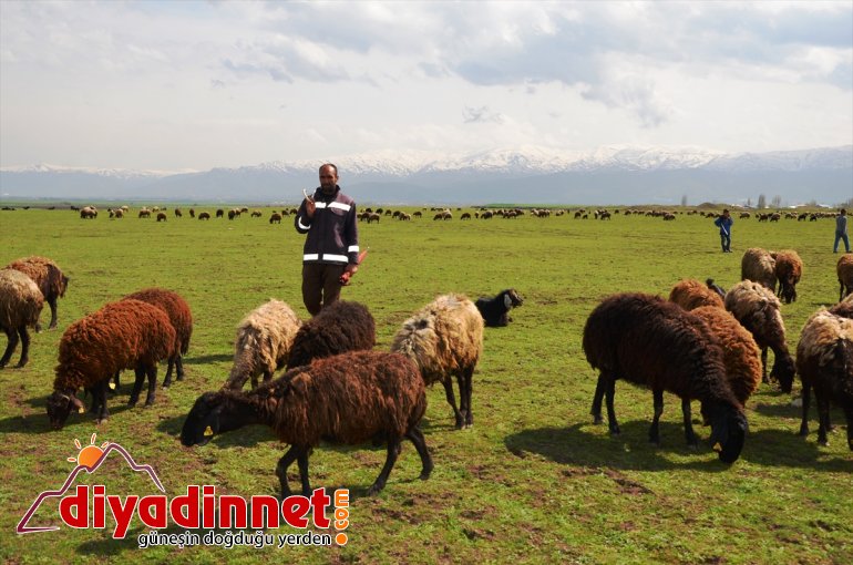 Kovid-19 besiciler Muş