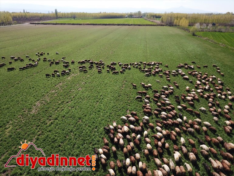 Ağrı Dağı'nın etekleri, doğaya çıkan küçükbaş hayvanlarla renklendi