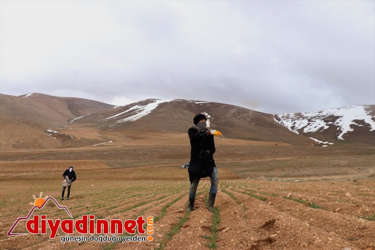 de Vanlı ekiyor çiftçiler arazilerini üretimde boş devamlılık (2)  için 3