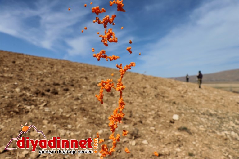 boş ekiyor arazilerini  Vanlı de devamlılık çiftçiler (2) için üretimde 14