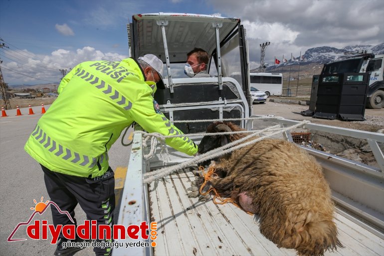 VAN kuzusu gösterdiği fedakarlığa polisten ve Çobanın destek koyun - için 6
