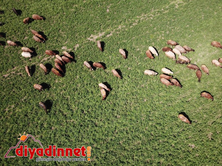 Dağı’nın - doğaya IĞDIR Ağrı etekleri, hayvanlarla çıkan küçükbaş renklendi 5