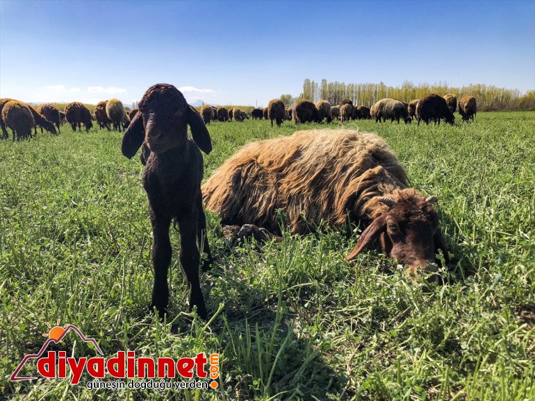 çıkan - küçükbaş etekleri, renklendi Ağrı Dağı’nın IĞDIR hayvanlarla doğaya 14